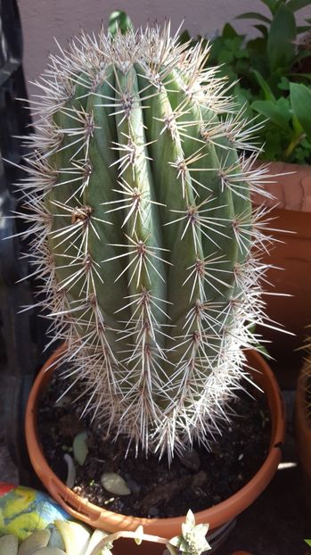  - Suculente si cactusi 2018 - 2019