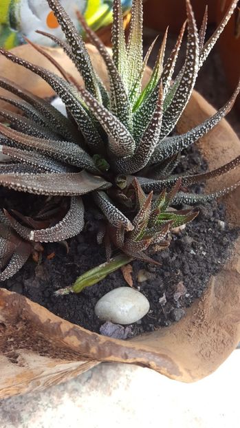  - Suculente si cactusi 2018 - 2019