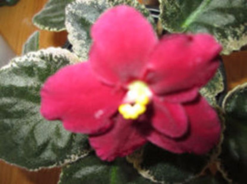  - necunoscut 5- crisu89