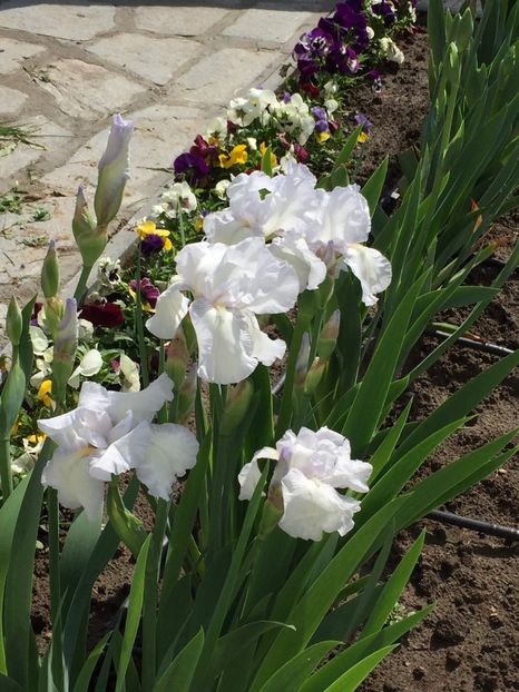 English Cottage - GRADINA 2017