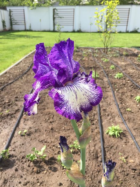 Art Deco - GRADINA 2017