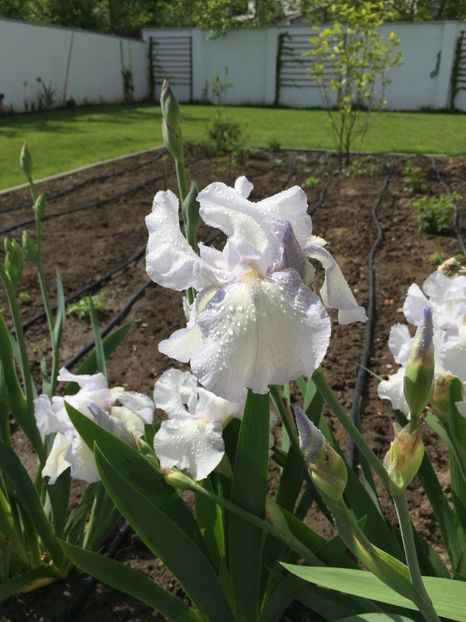 English Cottage - GRADINA 2017