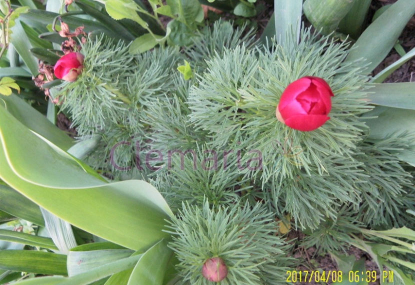 Paeonia teunifolia - Comanda comuna Waja Strefa