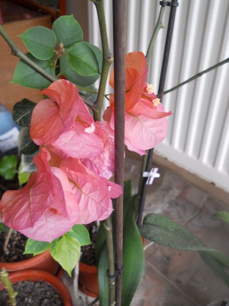 2017 - A64 Bougainvillea