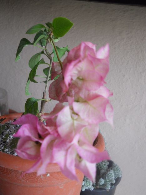  - A64 Bougainvillea