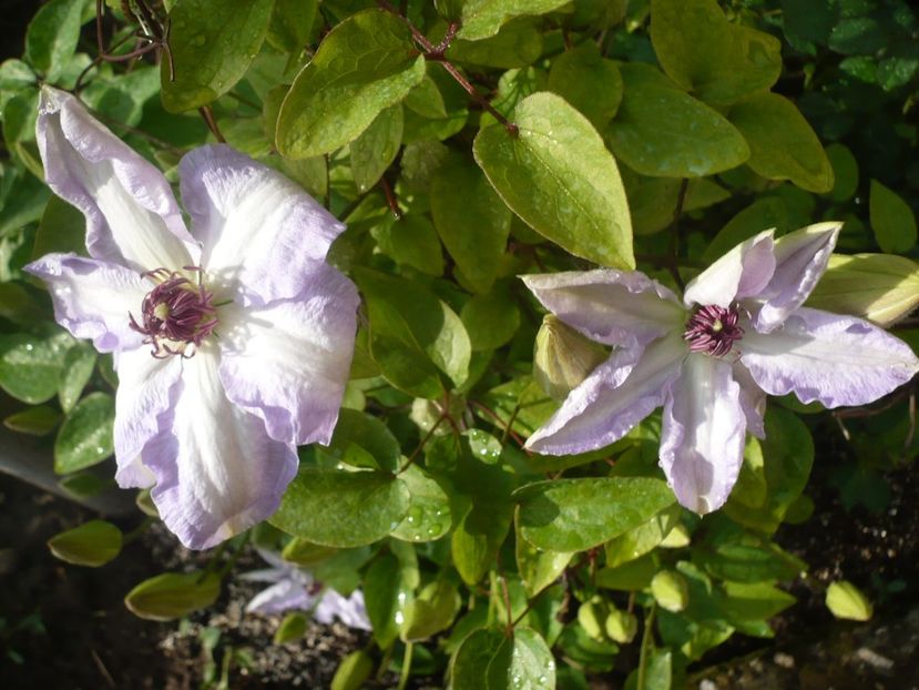 08.05.2017 - GRADINA 2017-1