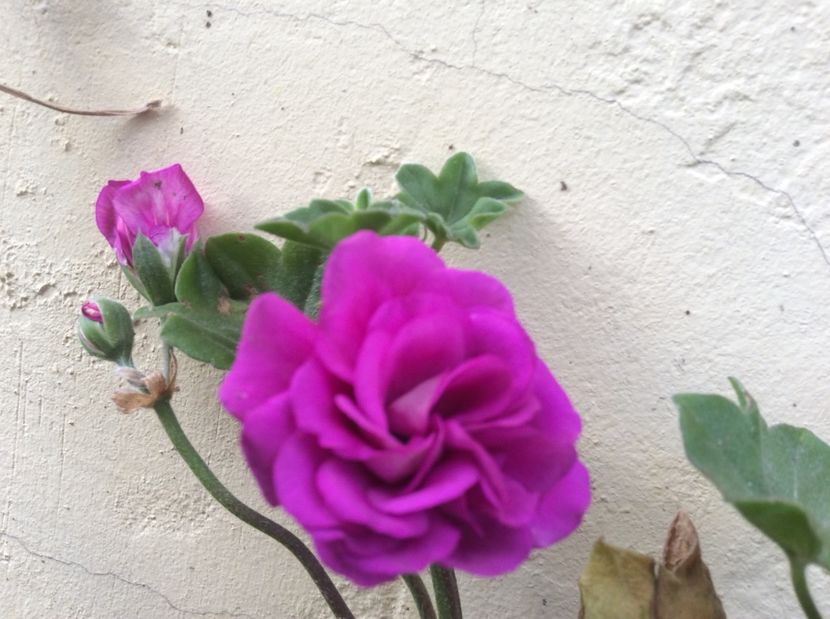  - Muscate curgatoare 2017