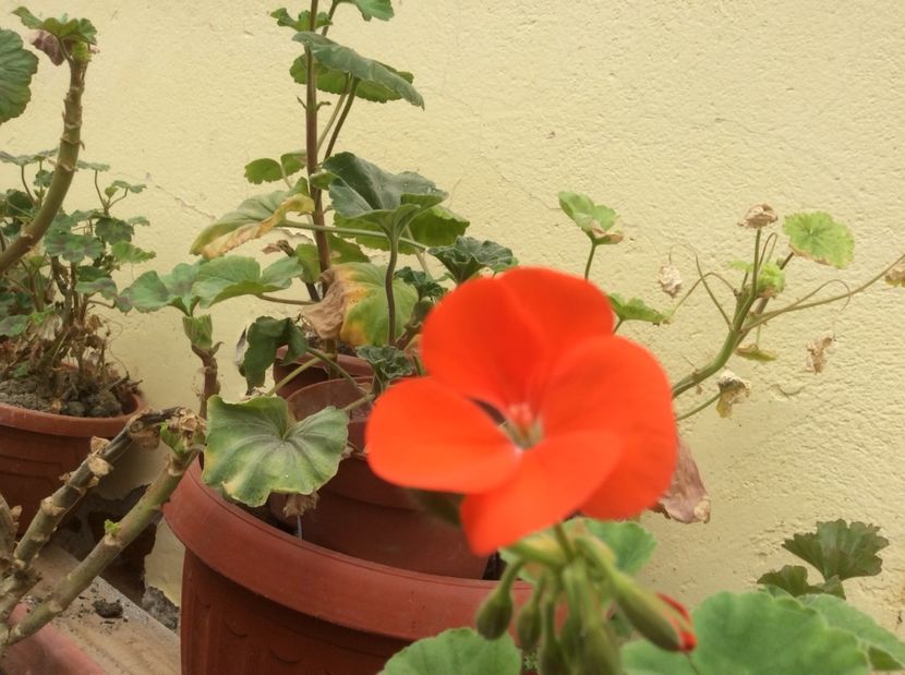  - Muscate 2017 drepte