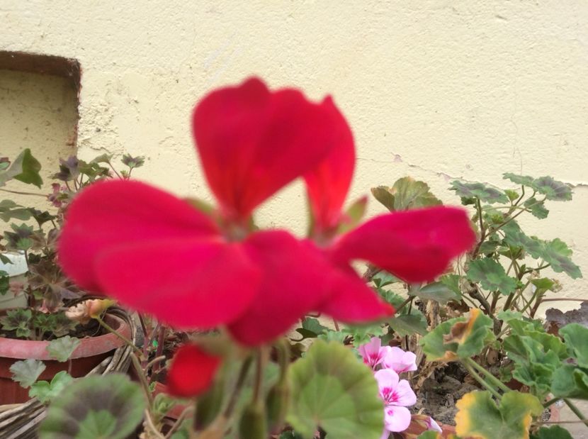  - Muscate 2017 drepte