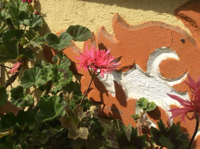  - Muscate 2017 drepte