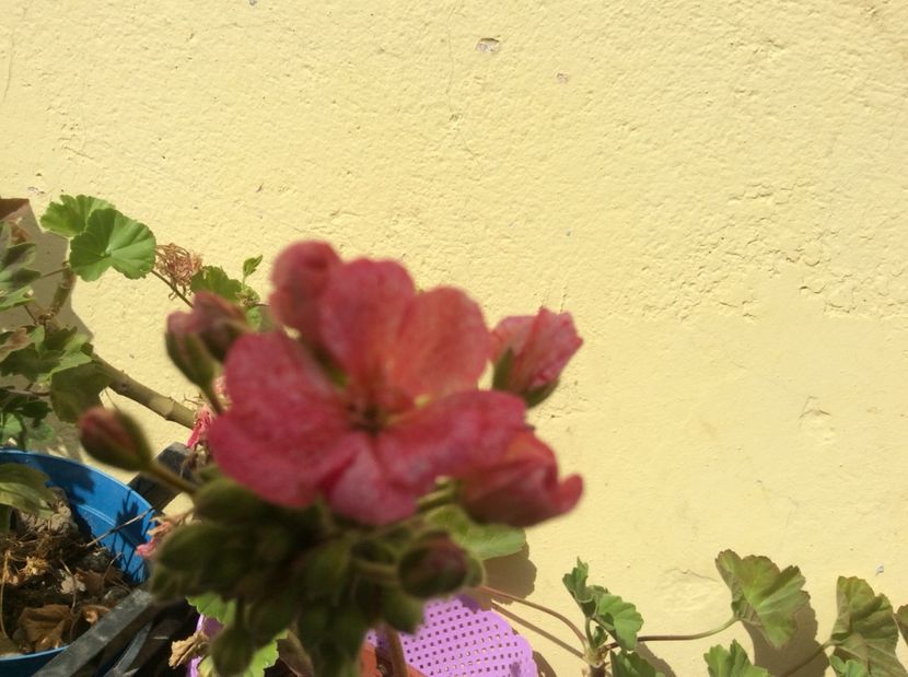  - Muscate 2017 drepte