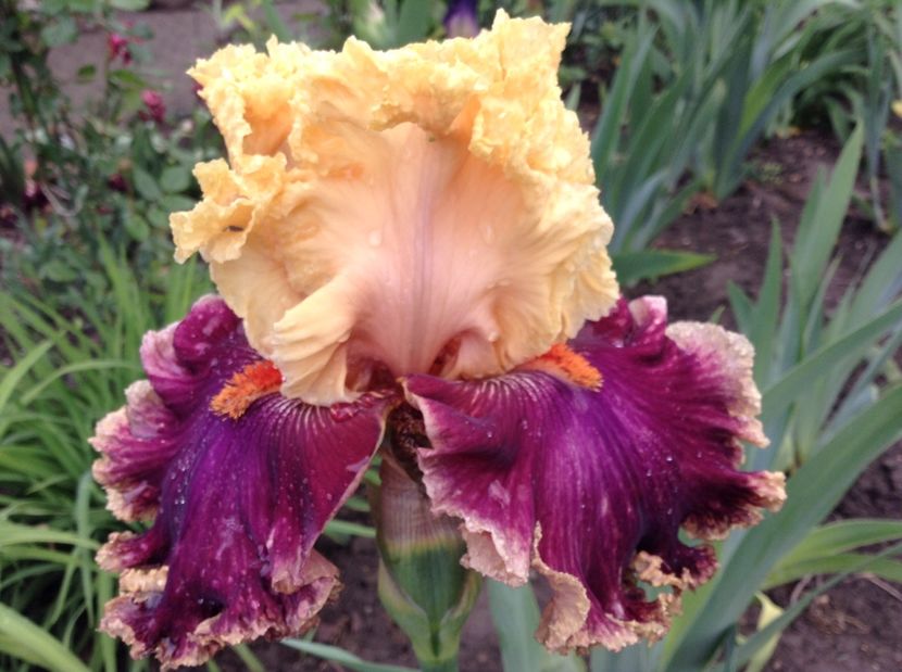 Decadence - Irisi 2017