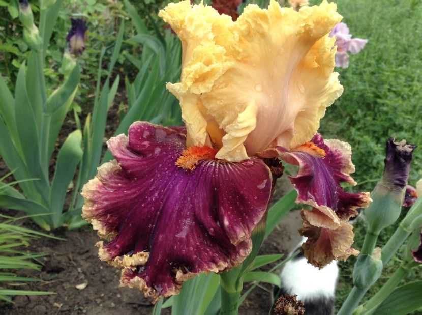 Decadence - Irisi 2017