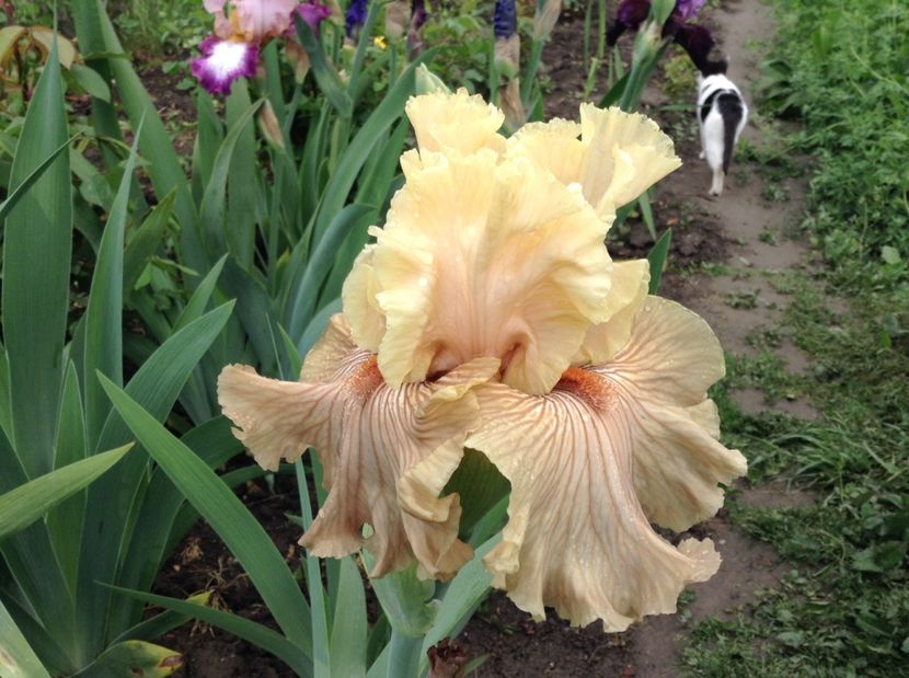 Just crazy - Irisi 2017