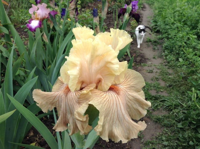 Just crazy - Irisi 2017