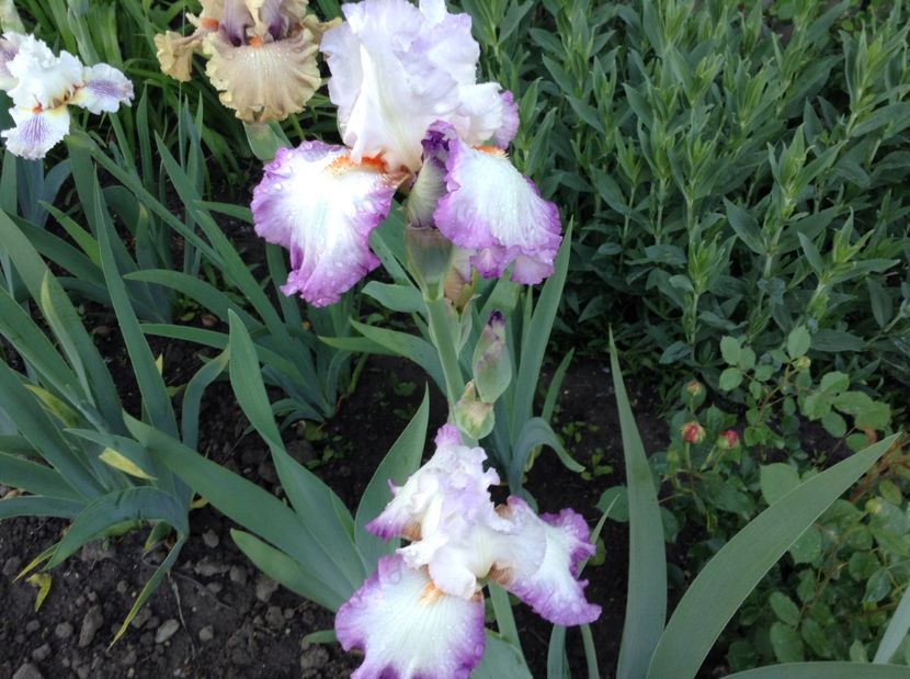 Ravissant - Irisi 2017