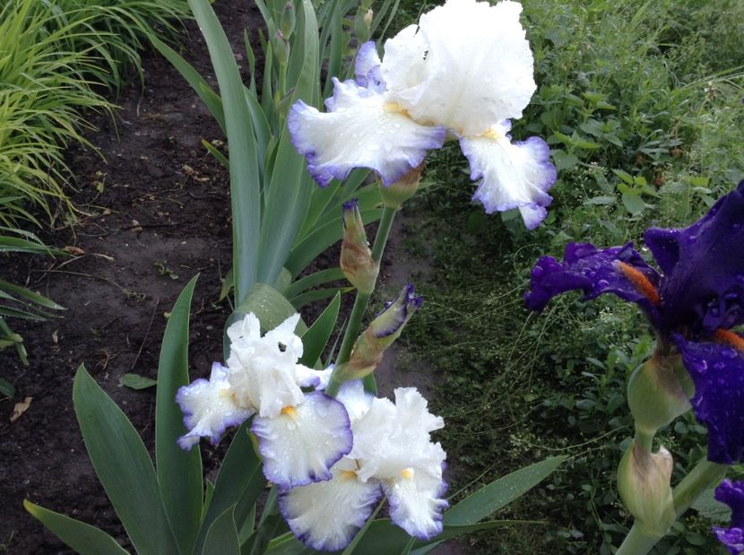 Queen' s circle - Irisi 2017