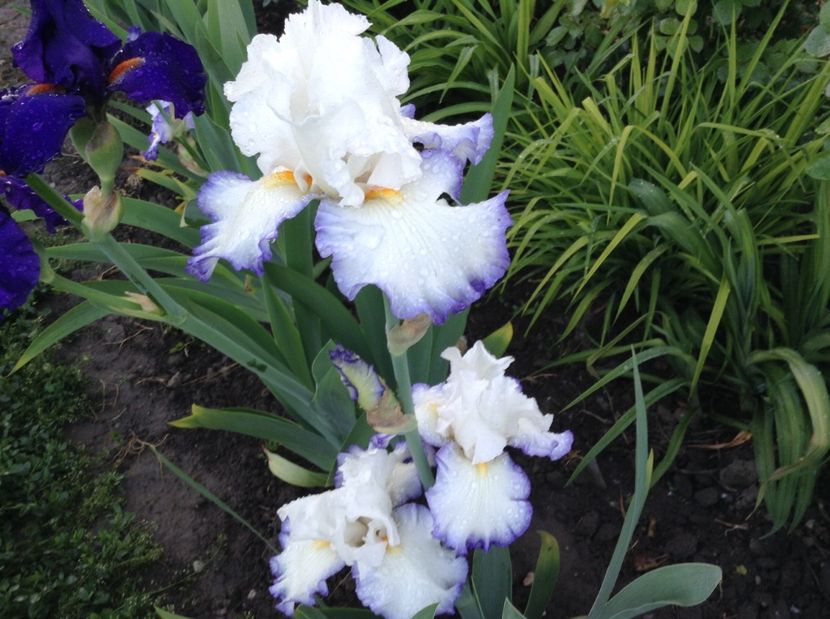 Queen' s circle - Irisi 2017