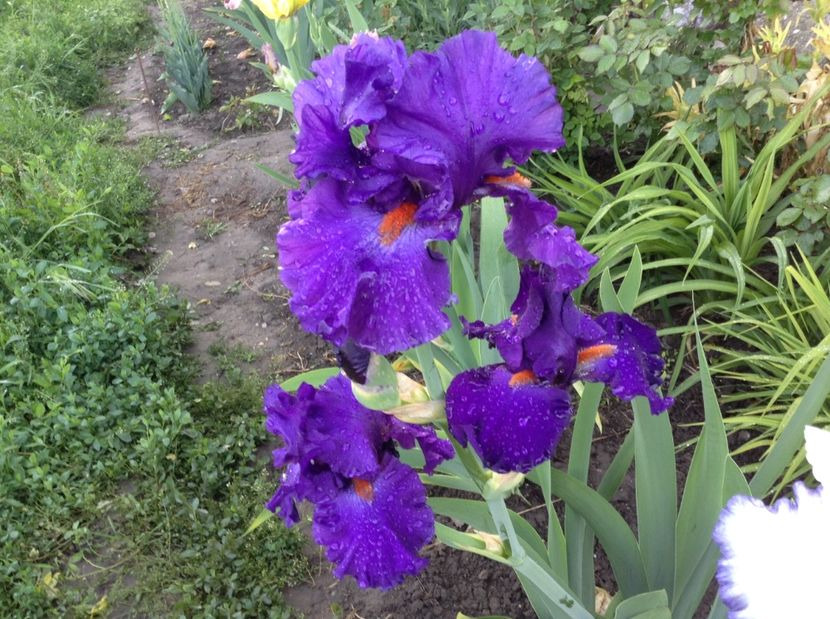 Paul black - Irisi 2017