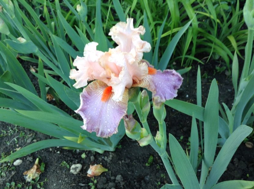 Child of fortune - Irisi 2017