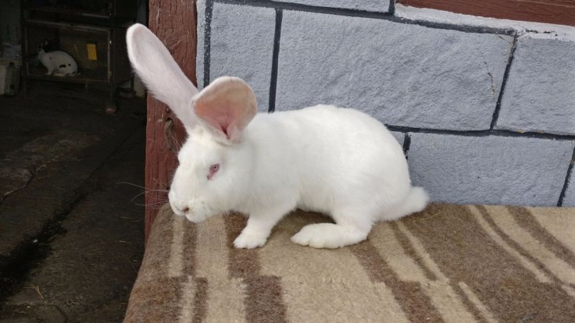 pui la 2,5 luni - 2017 - urias alb german