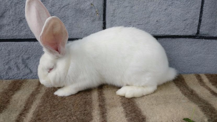  - 2017 - urias alb german