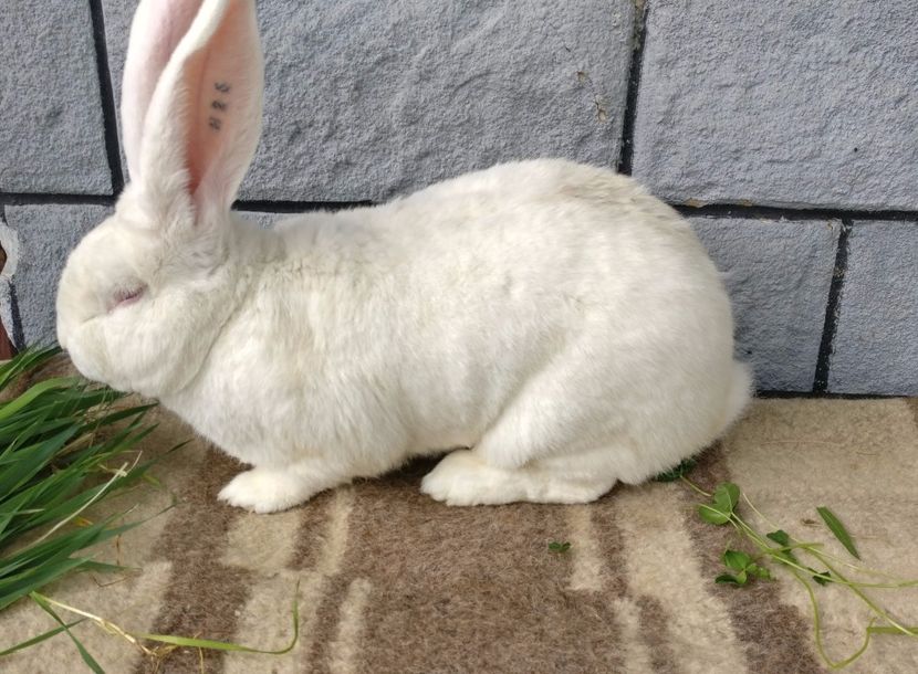 mascul 1,3 ani - 9,700 kg - 2017 - urias alb german