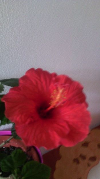 07 mai - HIBISCUS-2017