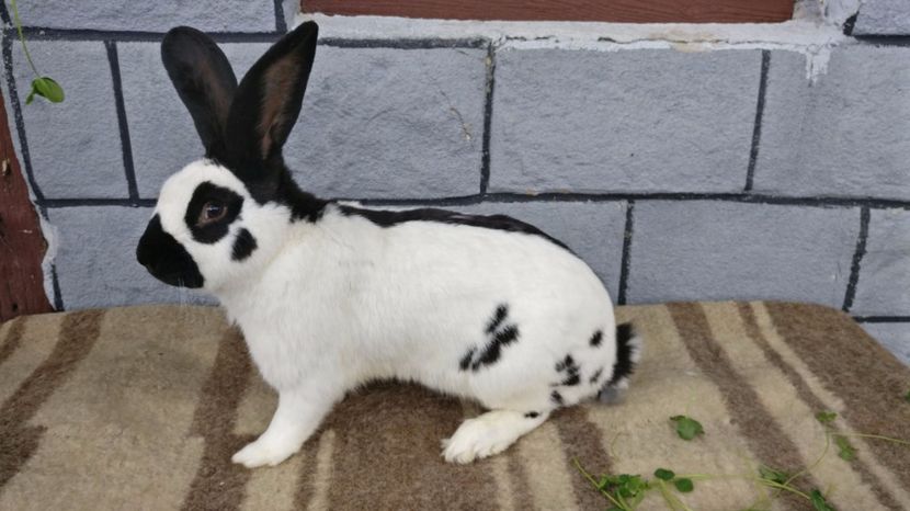  - 2017 - fluture german