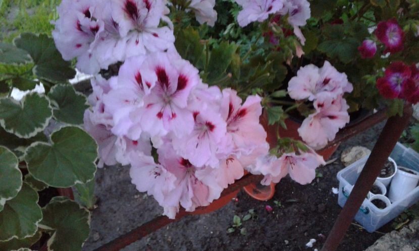 1494264408213-881469370 - 2017