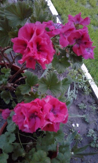 1494264424064-1163741642 - 2017