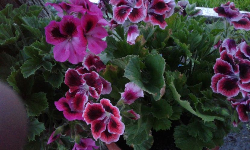 1494264455195-49531849 - 2017