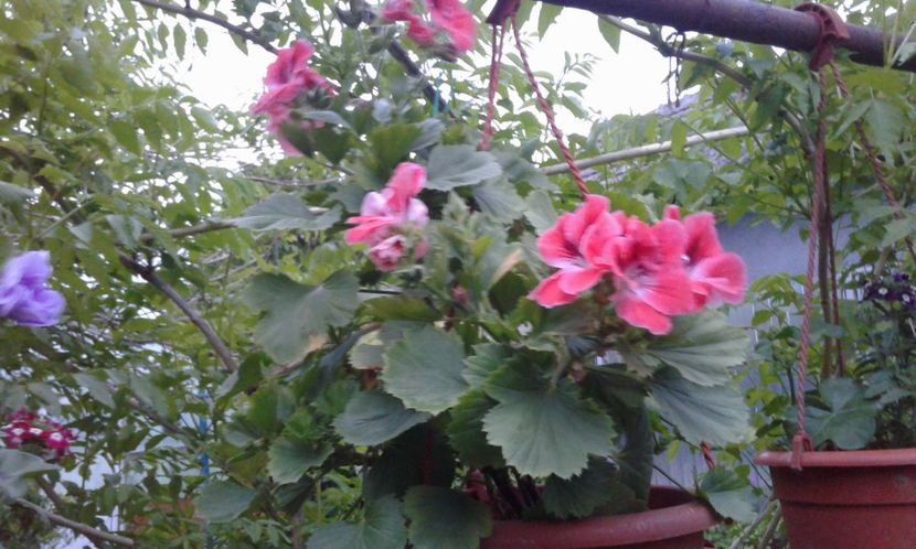 1494264494395-818137243 - 2017