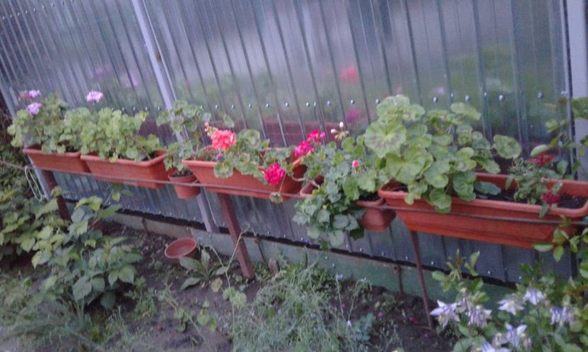 1494264567647-2092446169 - 2017