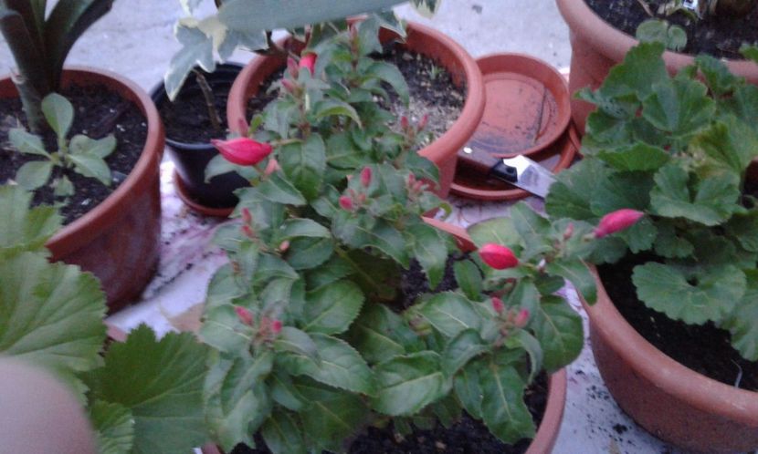 1494264584545-1704250354 - 2017