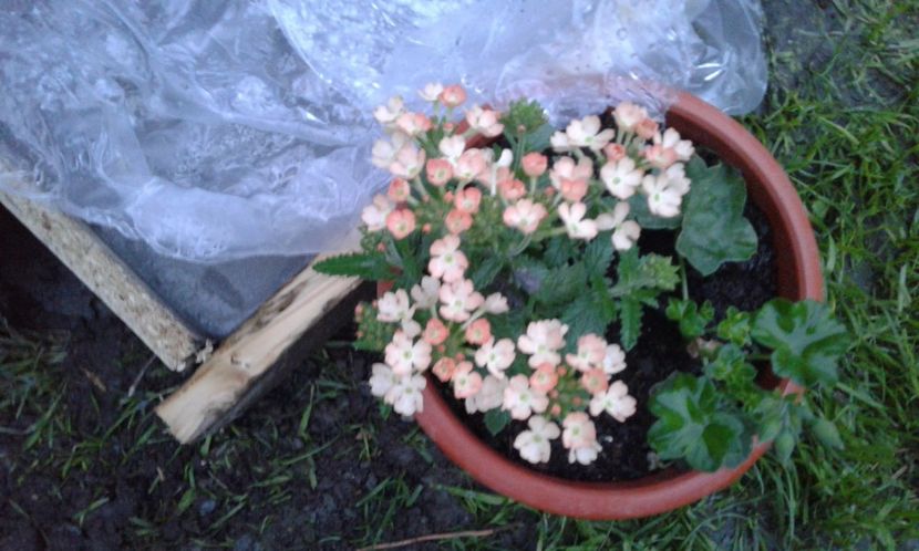 1494264623378-1509200738 - 2017