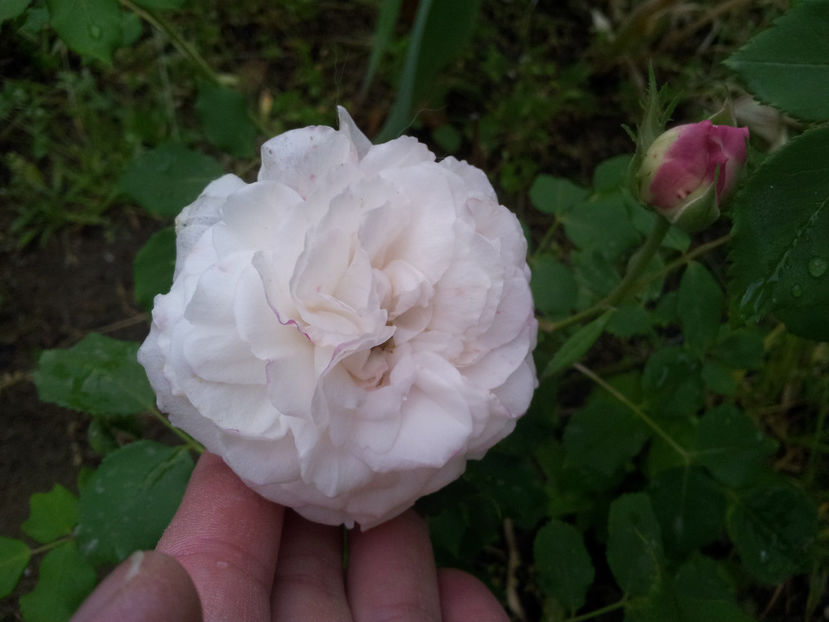  - Boule de Neige