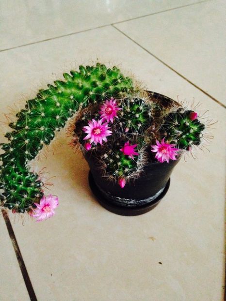  - Cactuși 2017