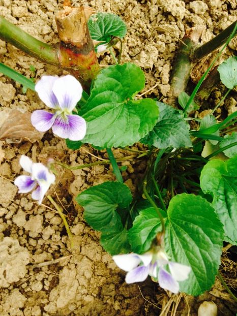  - La inceput de drum