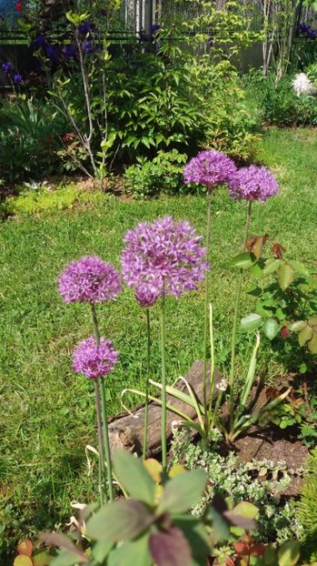  - De prin gradina 2017