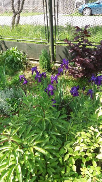  - De prin gradina 2017