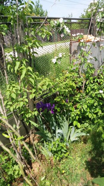  - De prin gradina 2017