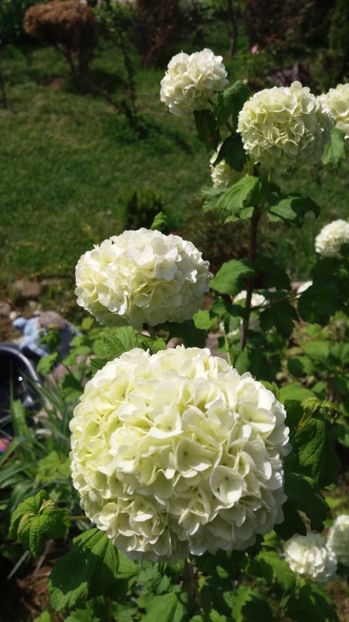  - De prin gradina 2017