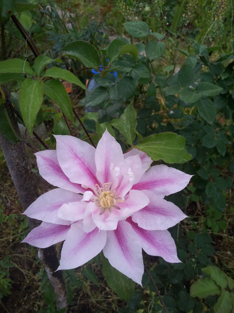  - Primavara - Vara 2017