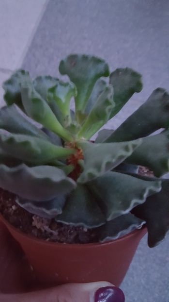  - Adromischus cristatus N