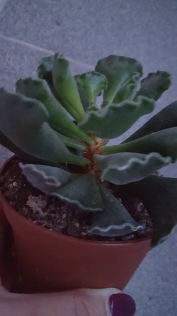  - Adromischus cristatus N