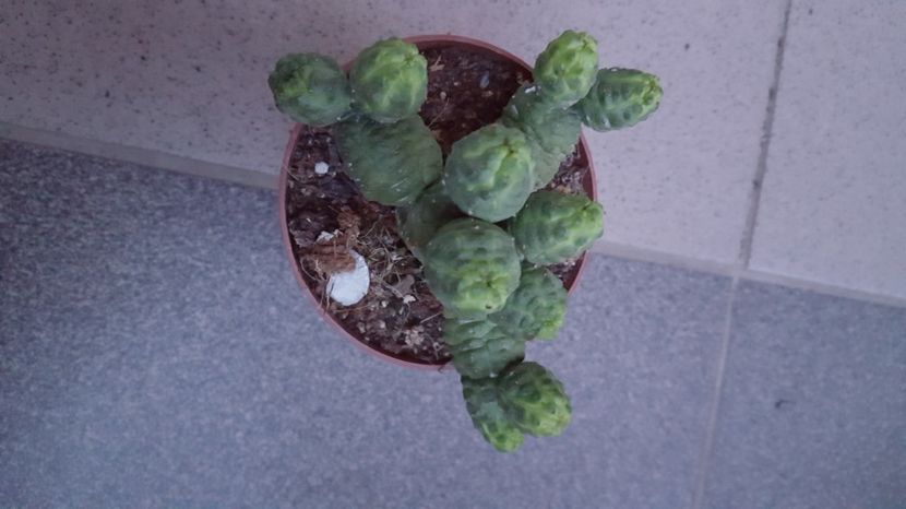 Euphorbia Pseudoglobosa - Euphorbia pseudoglobosa N