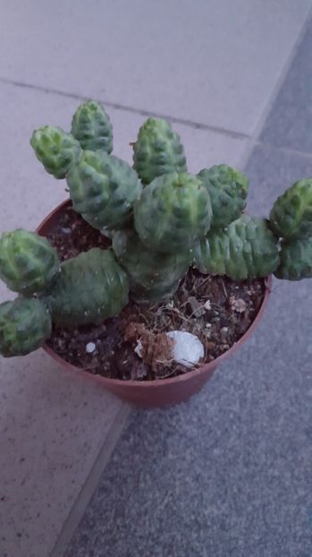 Euphorbia Pseudoglobosa - Euphorbia pseudoglobosa N