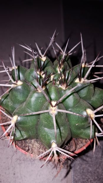  - Gymnocalycium schickendantzii