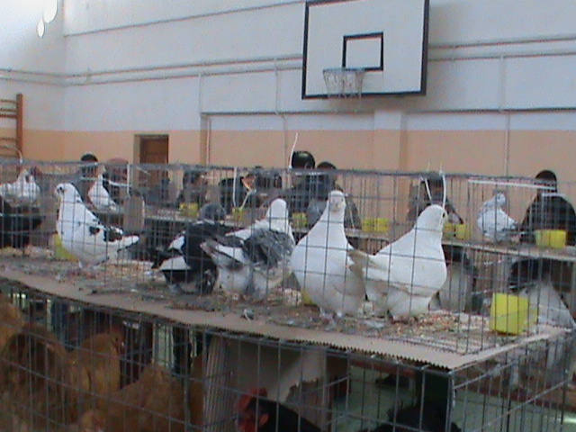 DSC00331 - poze 2010 buzau